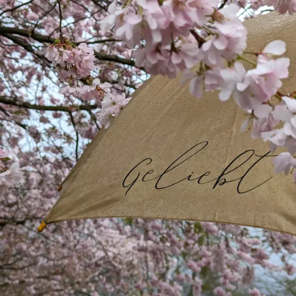 Blumen mit Regenschirm mit "Geliebt" Aufdruck, christliche Botschaft, Frühlingsblumen.