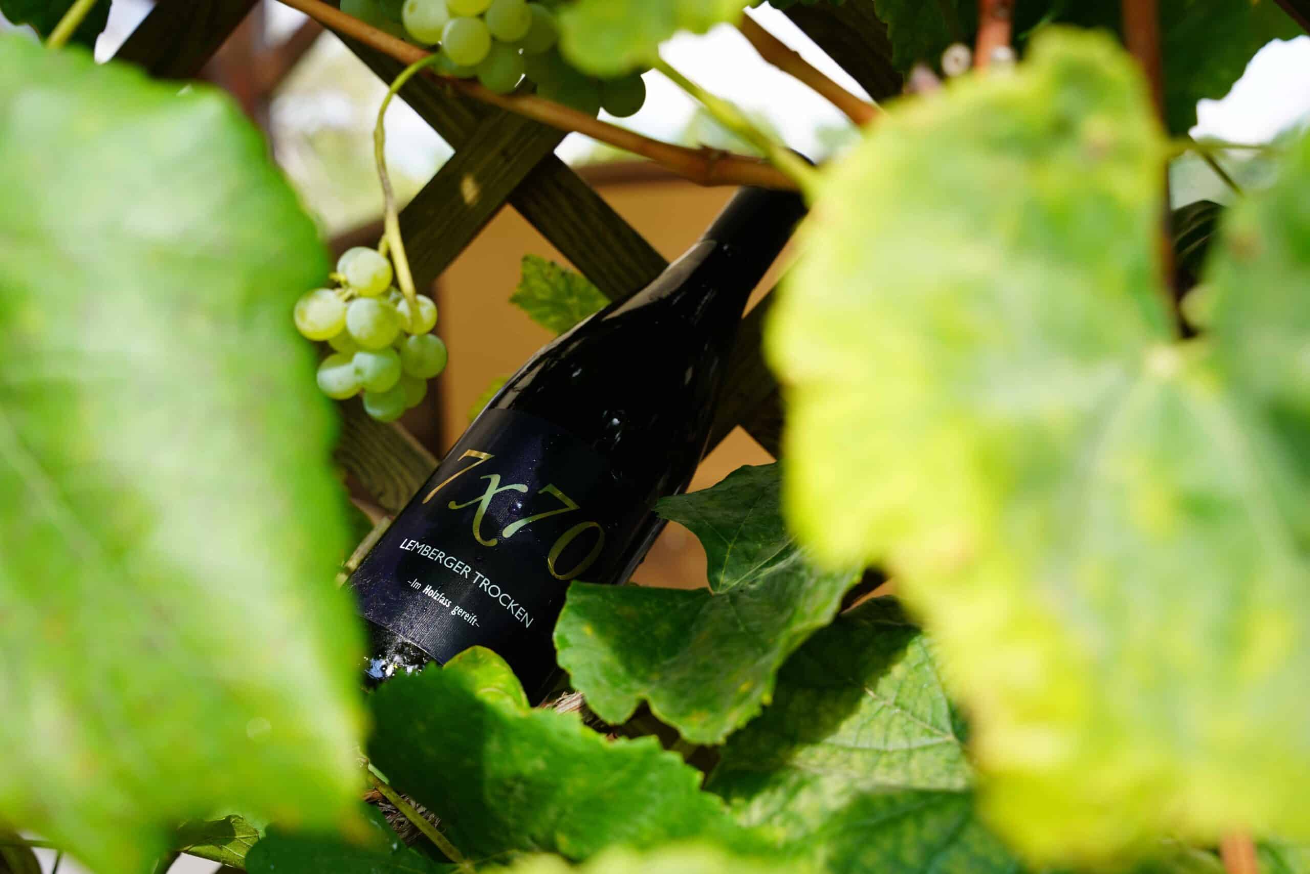 Lemberger Trocken 3 Hochwertiger christlicher Wein in einem Weingarten, für christliche Marken auf mookho.de.